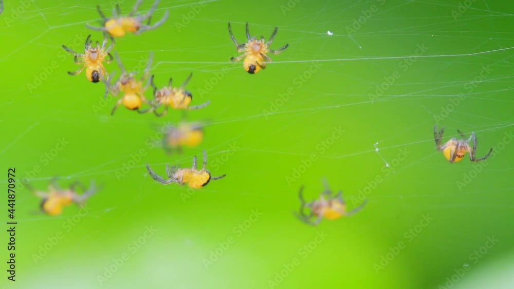 Baby of European Garden Spider, Araneus diadematus in the nest Baby of European Garden Spider, Araneus diadematus in the nest