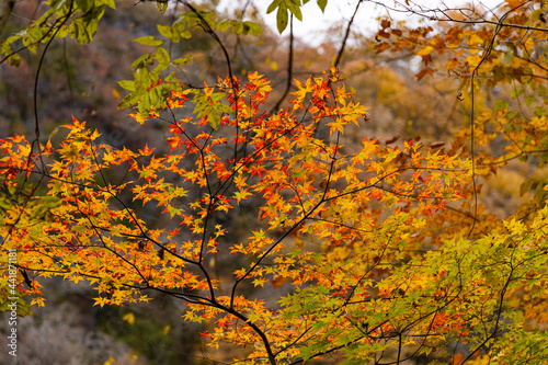 広島県帝釈峡、枯葉の写り。