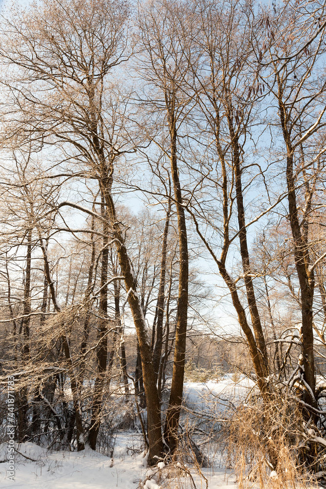 bare deciduous trees in the snow in winter bare deciduous trees in the snow in winter