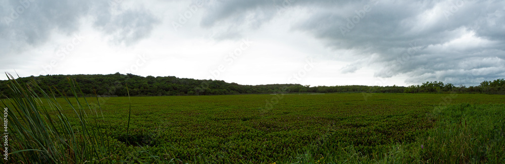 The wetland. Lush vegetation. Panorama view of the lake covered with Eichornia azurea aquatic pants, also known as water hyacinth. Beautiful green floating leaves texture and pattern in the jungle. The wetland. Lush vegetation. Panorama view of the lake covered with Eichornia azurea aquatic pants, also known as water hyacinth. Beautiful green floating leaves texture and pattern in the jungle.