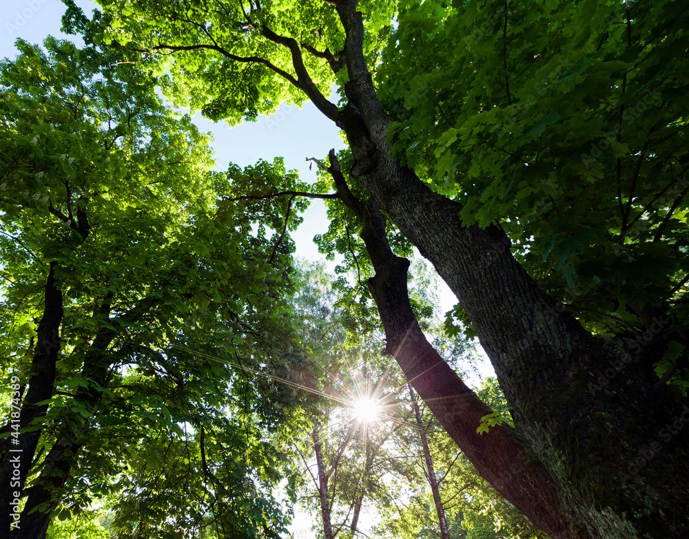 foliage of the trees is illuminated by bright sunlight foliage of the trees is illuminated by bright sunlight