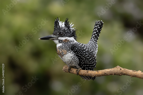 Bird color back and white of Kingfisher Bird, Crested Kingfisher ( Megaceryle lugubris ), Standing on the branch showing it back profile, in real nature	 photo