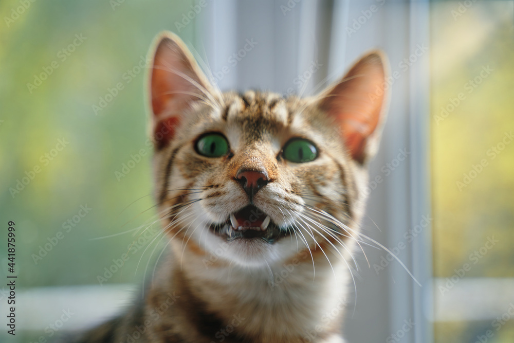 Striped cat with open mouth looks at camera. Close-up of funny green-eyes pussycat. Pet sits at windowsill. Awesome domestic animals. Summer out of window.