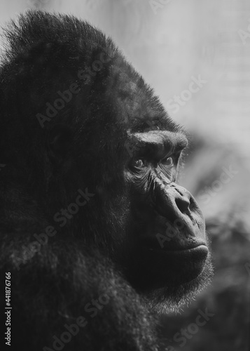 Gorilla