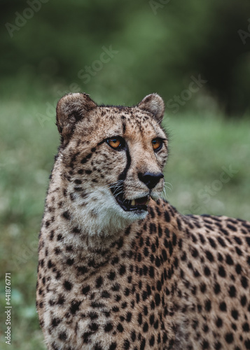 Cheetah