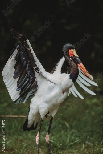 Saddle-Billed Stork 