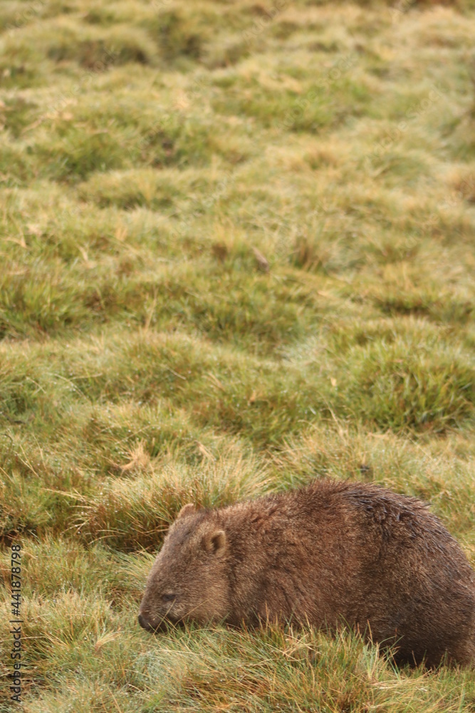Cute, lone Australian native wombat eating grass in a national park grounds on a rainy wintery day in central Tasmania. Cute, lone Australian native wombat eating grass in a national park grounds on a rainy wintery day in central Tasmania.