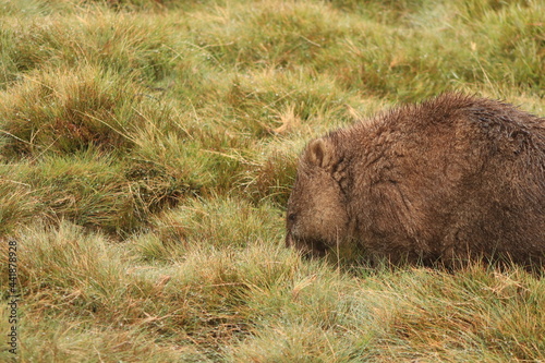 Cute  lone Australian native wombat eating grass in a national park grounds on a rainy wintery day in central Tasmania.