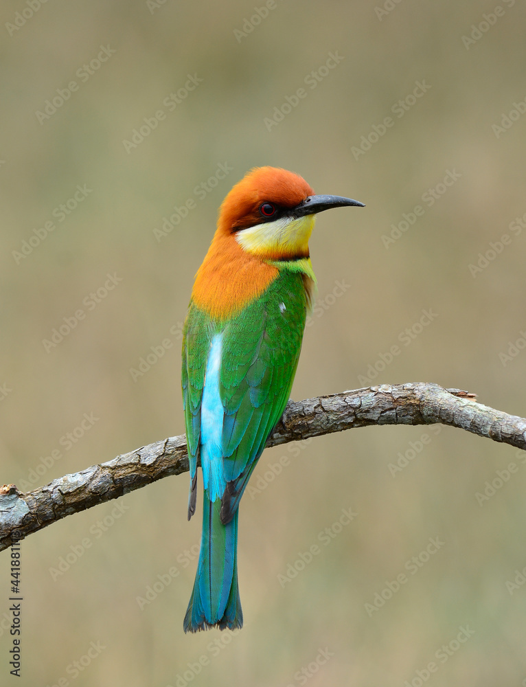 Fototapeta premium Chestnut-headed bee-eater (Merops leschenaulti) beautiful green bird with orange head birds perching on the branch, magnificent nature