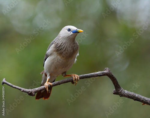 Chestnut-tailed Starling (Sturnia malabarica) beautiful grey bird with blue face and orange vent perching on the branch, lovely nature © prin79