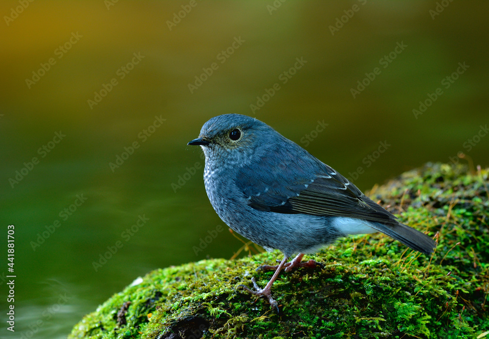 Female of Plumbeous water redstart (Phoenicurus fuliginosus) beautiful grey bird perching on mossy spot in steam with fine background lighting, exotic nature