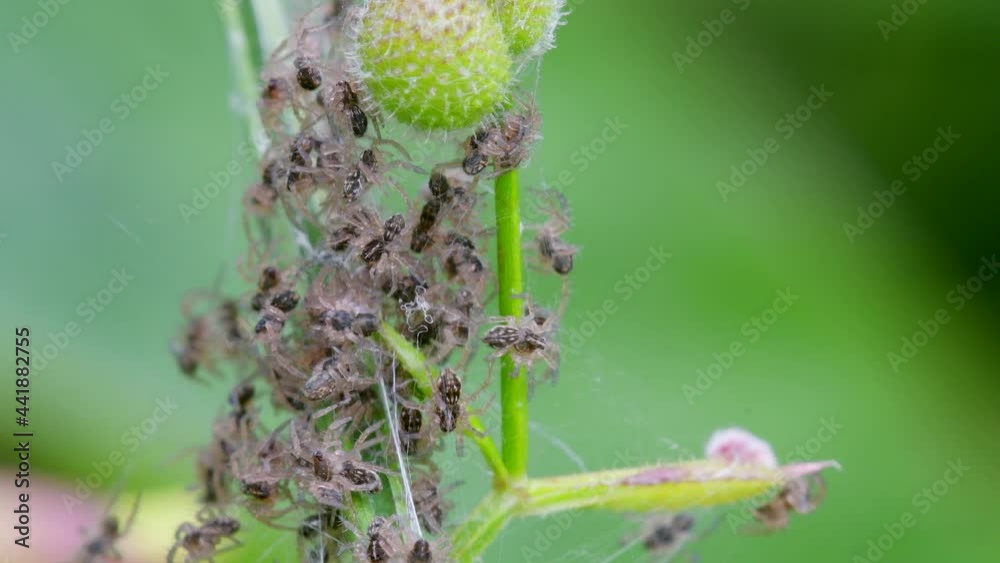 Baby of Nursery Web Spider, Pisaura mirabilis in the nest Baby of Nursery Web Spider, Pisaura mirabilis in the nest