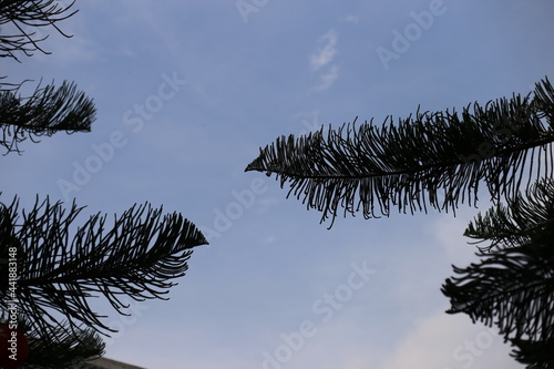 Silhouette of Norfolk lsland Pine photo