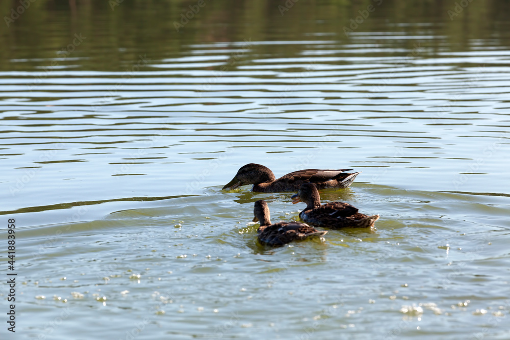 floating wild ducks floating wild ducks