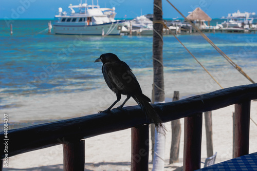crow on the pier