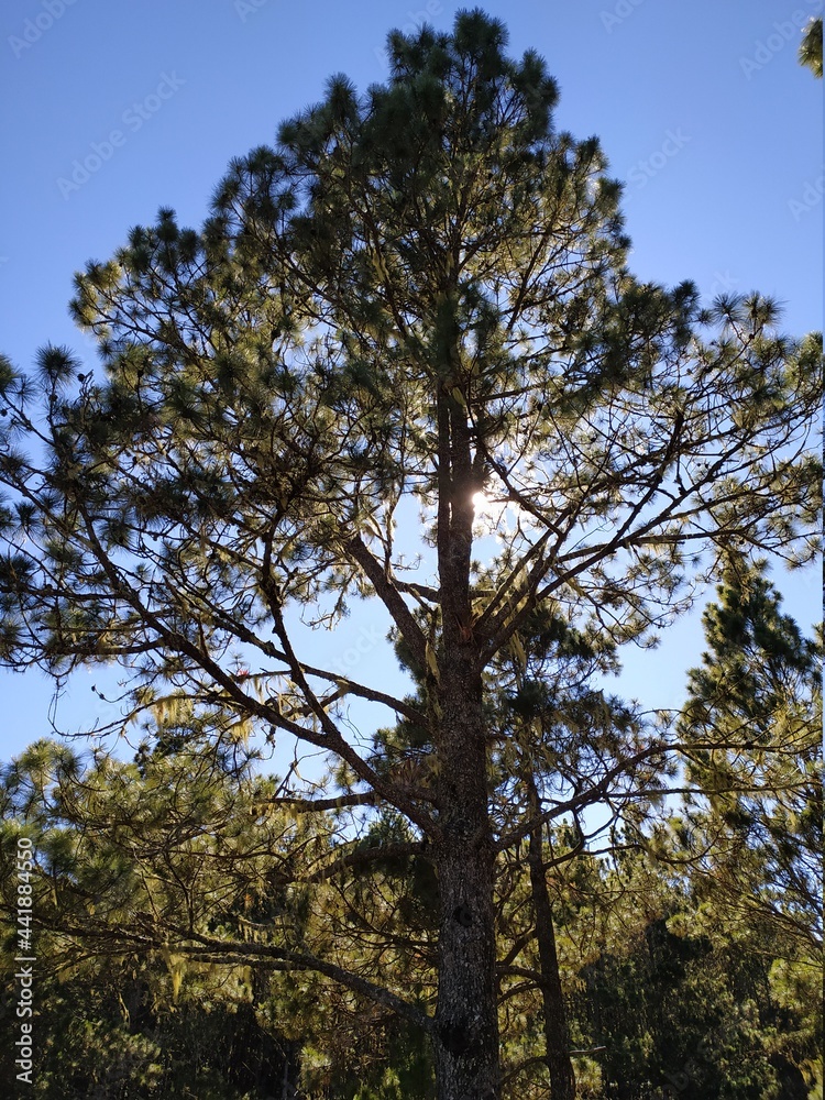 Obraz premium trees in the forest