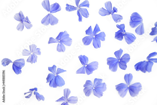 Petal of blue flowers on white background