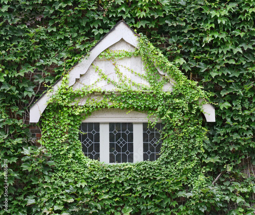 small leaded glass window of old house covered in ivy