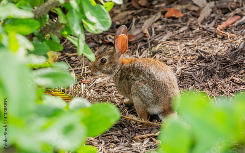 Rabbit Hiding Between Bushes with Foreground and Background Blurred