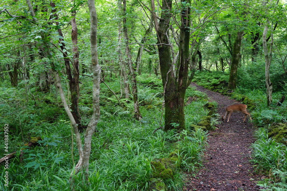 Obraz premium a fascinating path through a spring forest