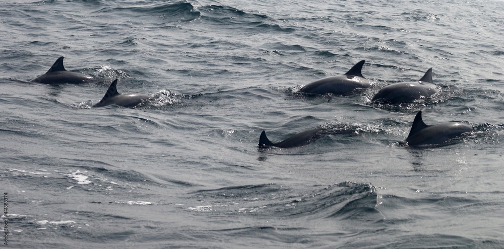 Fototapeta premium Dolphins' Formation