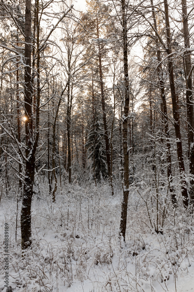 frosty winter after snowfall with bare deciduous trees frosty winter after snowfall with bare deciduous trees