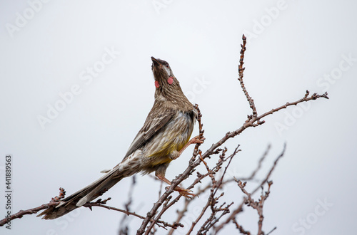 Australian Red wattlebird perched on an almond tree in blossom, on a cloudy day in Adelaide, South Australia photo