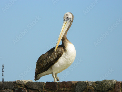  Pelican portrait on a flat surface made of rocks
