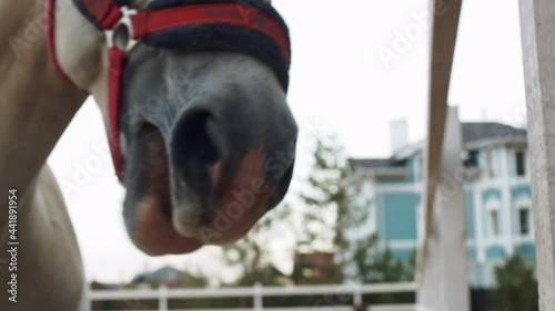 A close-up adult white horse eats dry grass, wearing a red bridle on its head. Animal life on the farm.