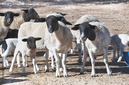 Flock of white Doper sheep with black heads