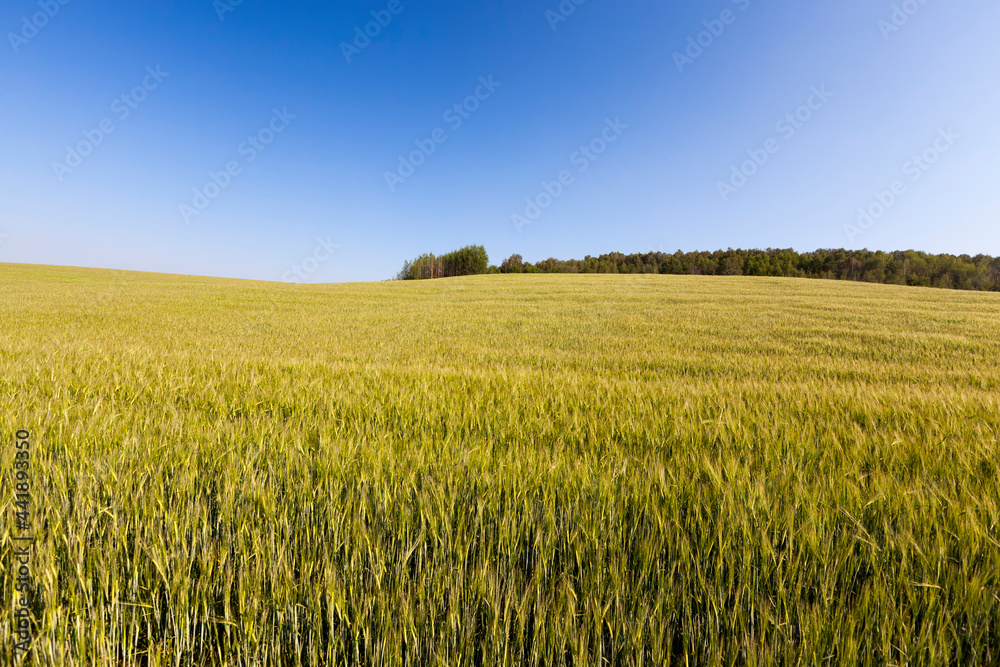 large grain yield of unripe wheat