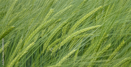 Gr  nes Weizenfeld green wheat field