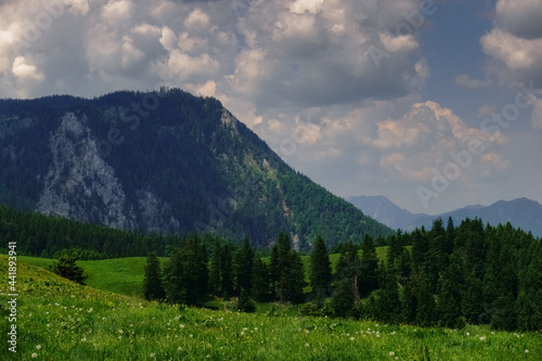 green meadow and pine trees in a mountain landscape while hiking