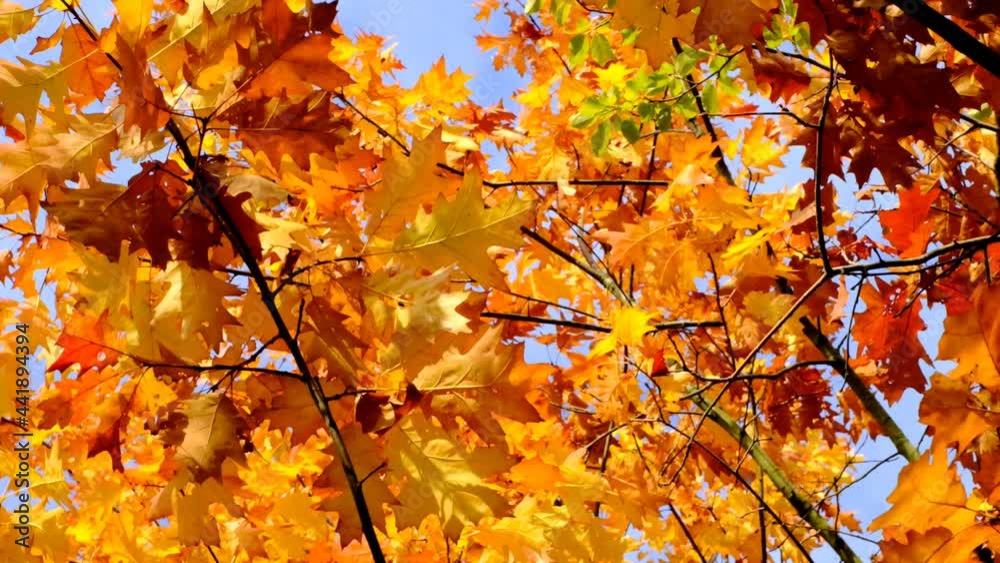 Golden autumn. Branches with bright autumn leaves on a bright blue sky background. Autumn season.Autumn nature beautiful background.Autumn oak tree with bright yellow and orange foliage Golden autumn. Branches with bright autumn leaves on a bright blue sky background. Autumn season.Autumn nature beautiful background.Autumn oak tree with bright yellow and orange foliage