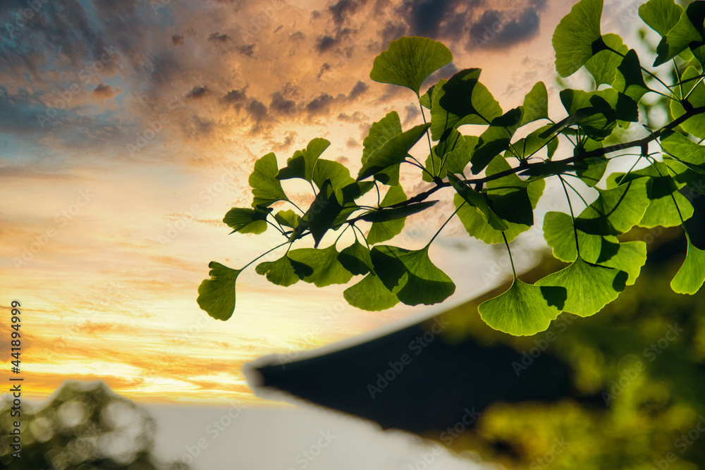 Obraz premium さわやかな夕暮れに映える、青イチョウの葉陰の美しい風景