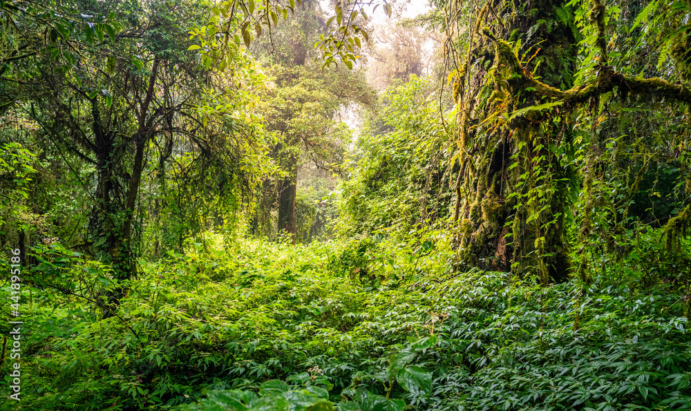 Deep rain forest mountain in northern part of Thailand, Chiang Mai. Deep rain forest mountain in northern part of Thailand, Chiang Mai.