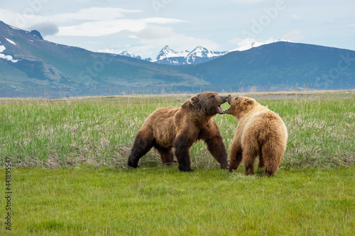 Alaska Peninsula Brown Bears Mating Ritual photo