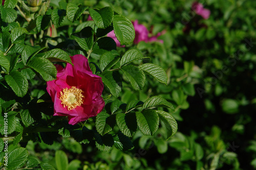 A close up of dark pink Rosa rugosa flower, selective focus, copy space for text