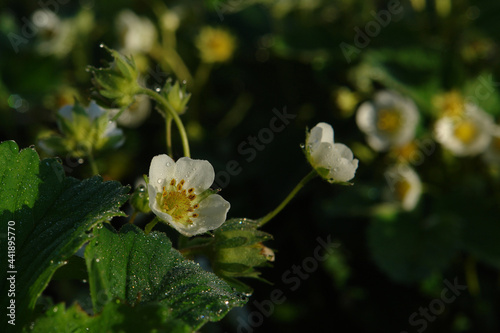 Fototapeta Naklejka Na Ścianę i Meble -  A close up of strawberry flower in the dew on a sunny morning, copy space for text