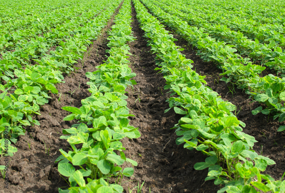 Green shoots of soybeans close-up on the background of the earth. Green shoots of soybeans close-up on the background of the earth.