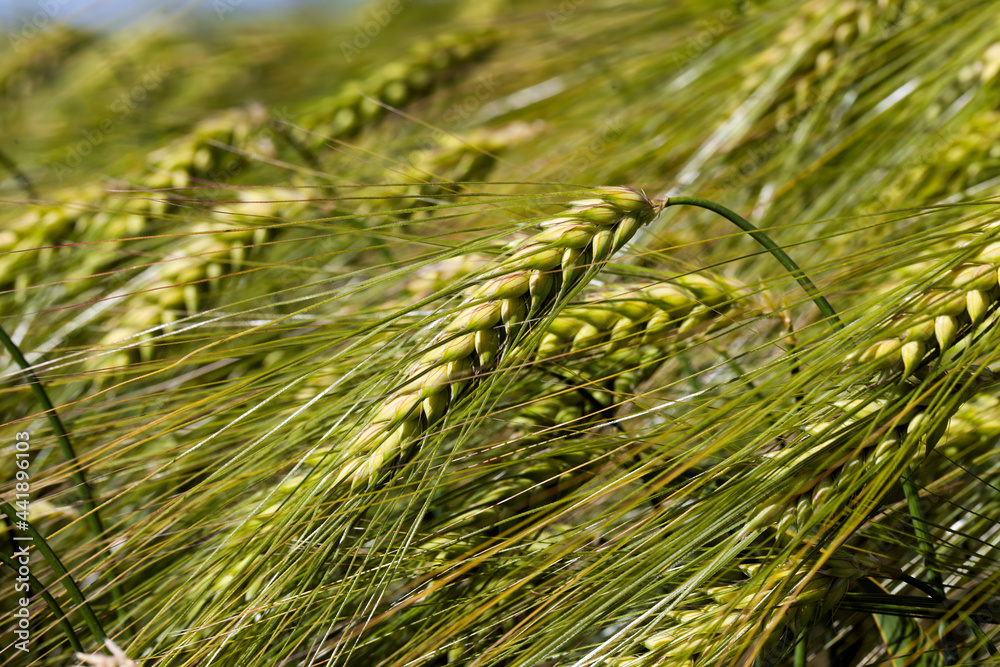 rye field with green unripe rye spikelets rye field with green unripe rye spikelets