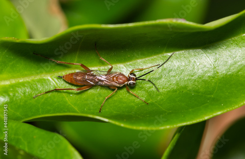 Pachysomoides fulvus parasitic wasp resting inside a green leaf. Parasitoid that lays eggs in nests of other species that their young will feed on.