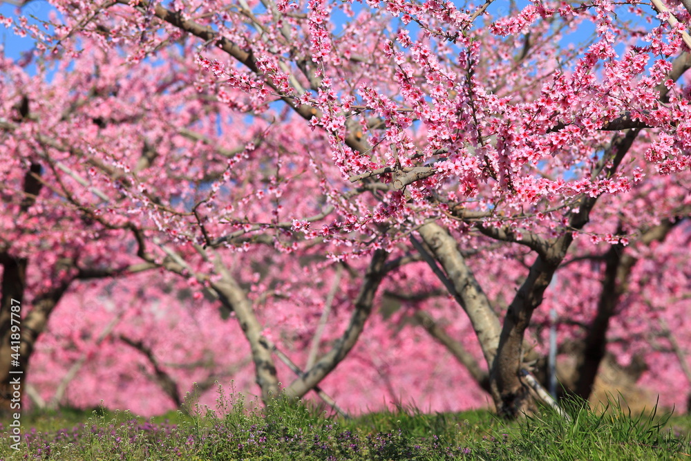 Obraz premium Peach blossom, 山梨の春の桃の花
