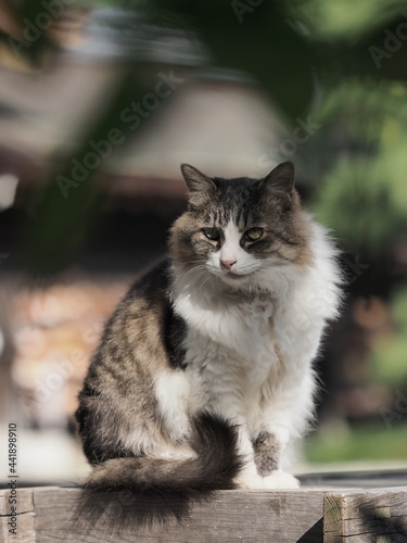 日のあたる場所の猫