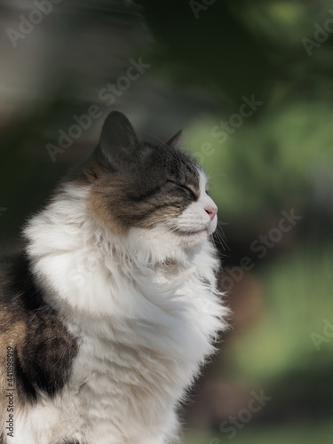 日のあたる場所の猫