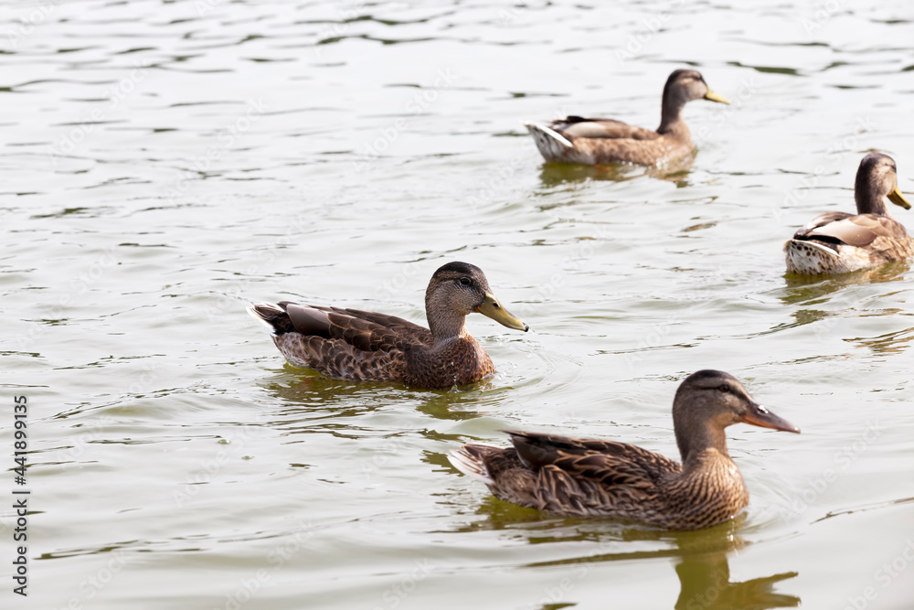 wild waterfowl on the territory of lakes wild waterfowl on the territory of lakes