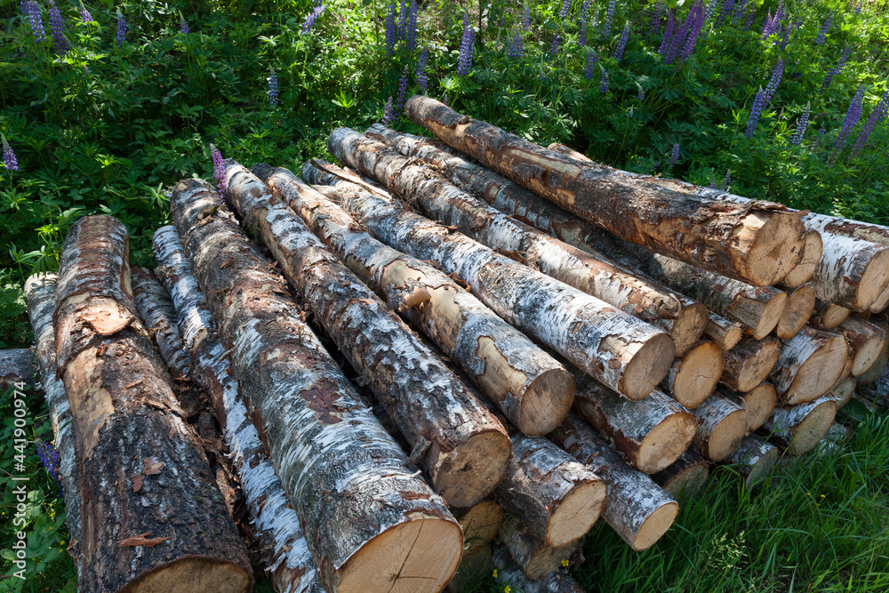harvesting of birch tree trunks in the forest harvesting of birch tree trunks in the forest