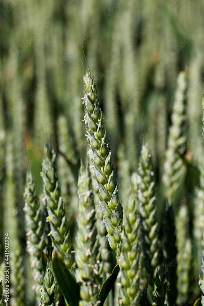 green spikelets of unripe wheat