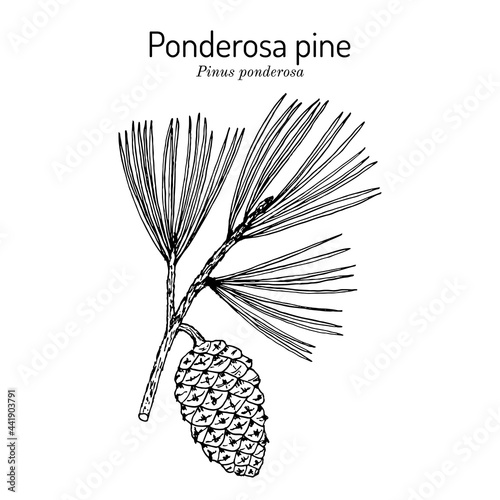 Ponderosa pine or western yellow-pine pinus ponderosa , state tree of Montana