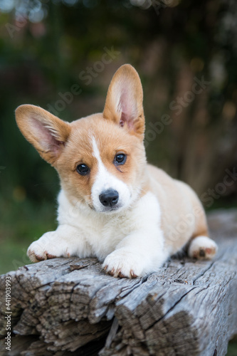 Cute Welsh Corgi puppy dog lying down on a bench in a park with a cute funky ear